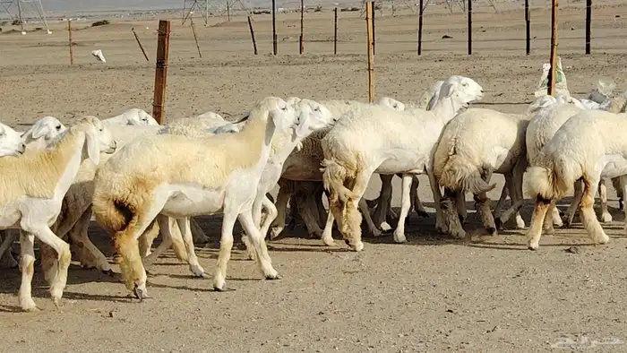 رخال حريات نخبه ضغط عالي صنف الصنف جروم 70راس 21