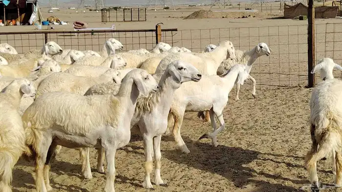 رخال حريات نخبه ضغط عالي صنف الصنف جروم 70راس 27