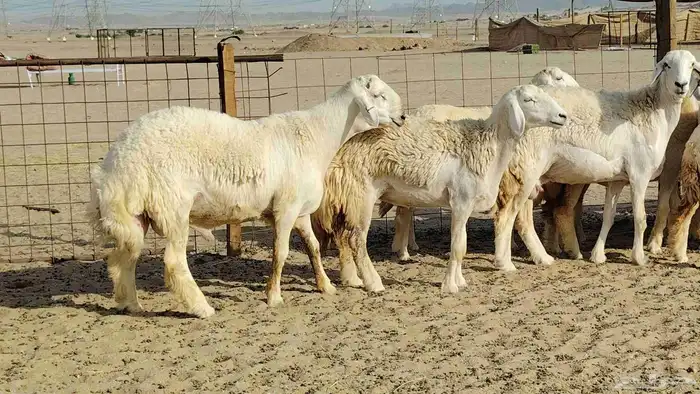 رخال حريات نخبه ضغط عالي صنف الصنف جروم 70راس 4