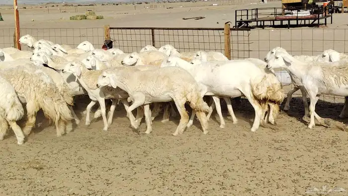 رخال حريات نخبه ضغط عالي صنف الصنف جروم 70راس 19