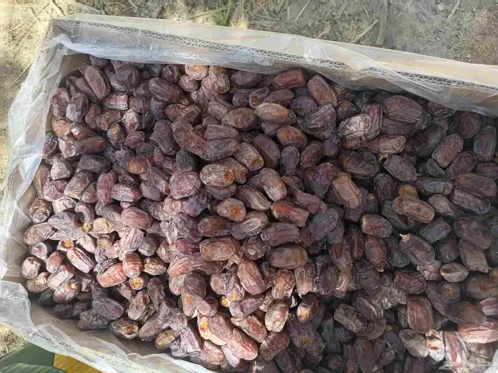 تمور خضري تمر خضري وسط 1