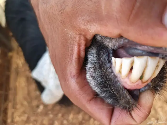 معزا مضاريع 2