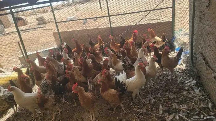 يوجد ديوك بلدي 0