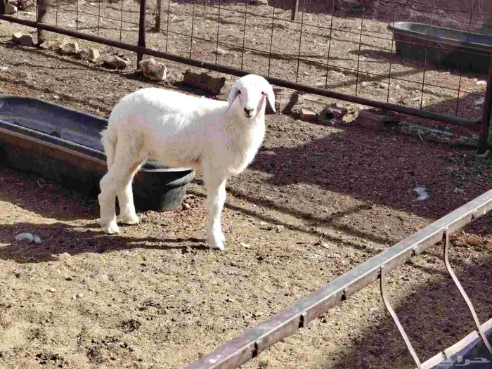 رخل حرية تدقر وتاكل شعير وبرسيم سليمه من جميع العذاريب 0