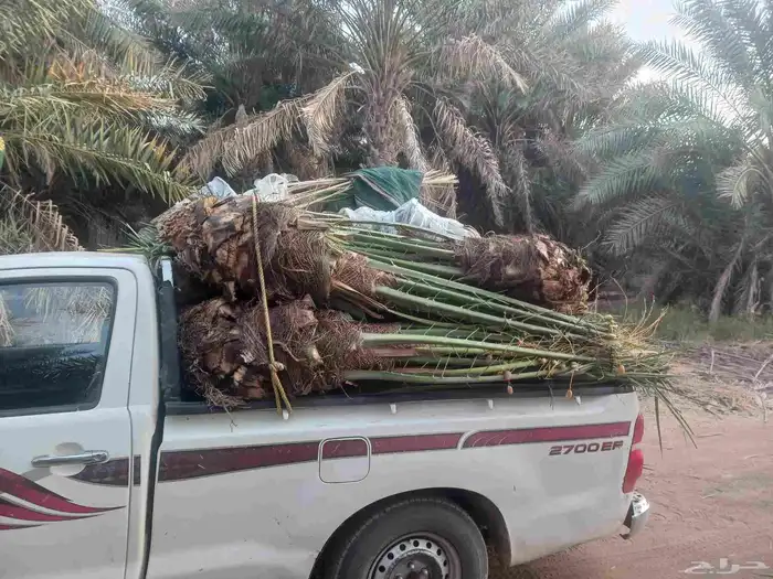 يوجد لدينا جميع انواع النخيل المثمرة وزينه 5