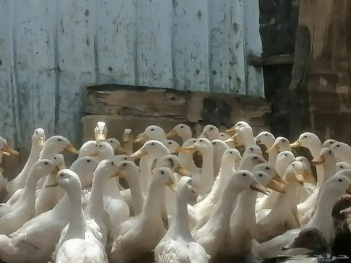 بط بكيني للبيع 2