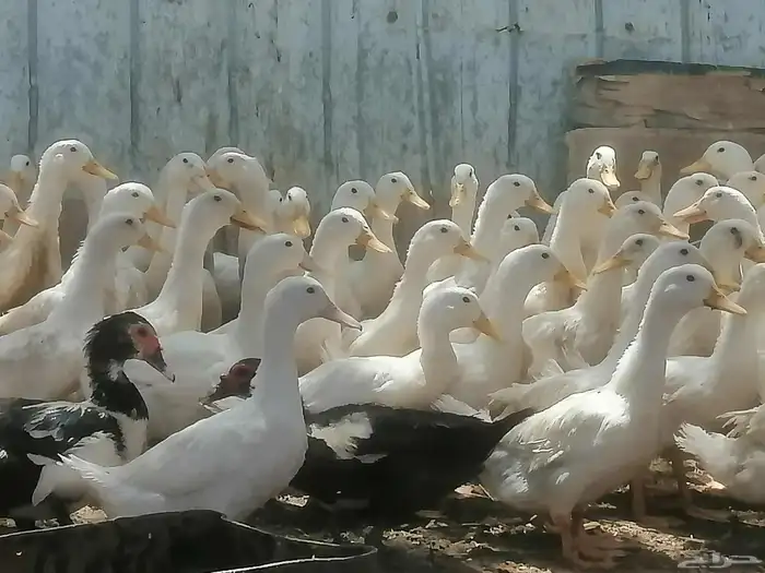 بط بكيني للبيع 0