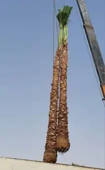 نخل واشنطن 8