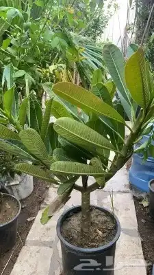 تنسيق حدائق وزراعه النخل والاشجار 9