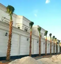 نخل واشنطن 7