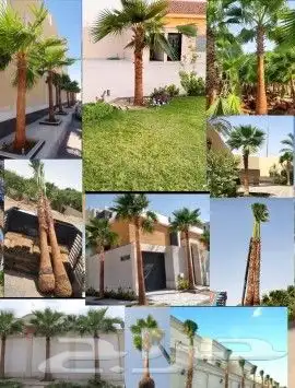 نخل واشنطني وشنطن واشنطوانيا زينه للبيع 4