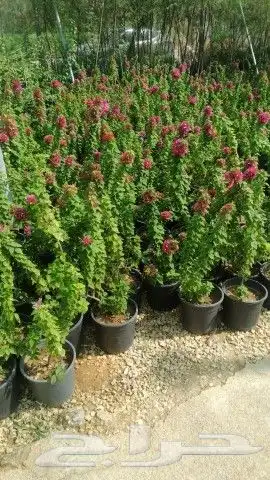 تنسيق حدائق وزراعه النخل والاشجار 3