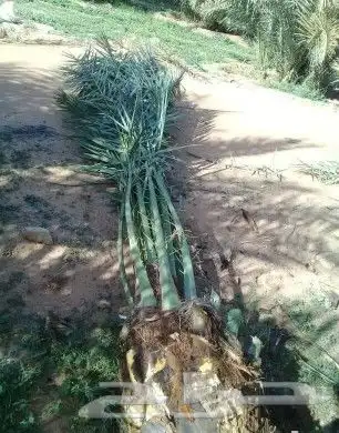 نخيل فاخر للبيع جميع المقاسات والانواع 4