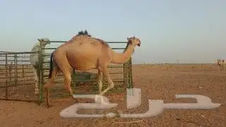 لقحه ب ثنوها 1