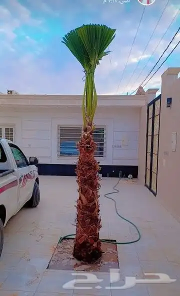 يوجد لديناء جميع انواع النخيل الزينه والعربي وجميع انوع المق 4