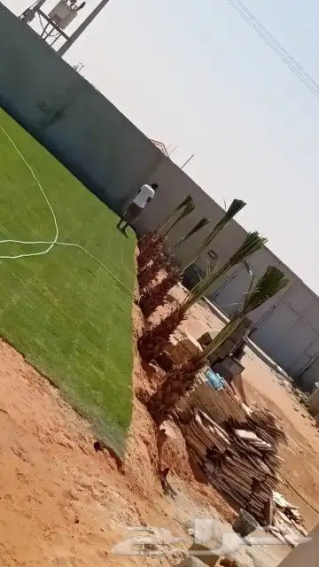 نخيل فاخر للبيع جميع المقاسات والانواع 7
