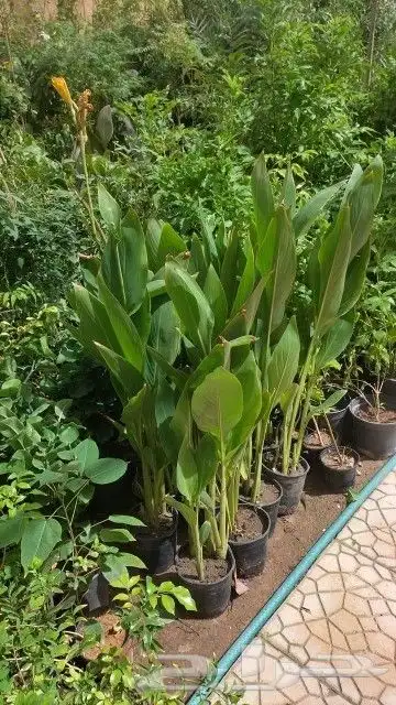 تنسيق حدائق وزراعه النخل والاشجار 4