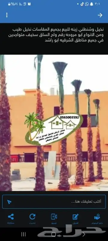 نخيل فاخر للبيع جميع المقاسات والانواع 2