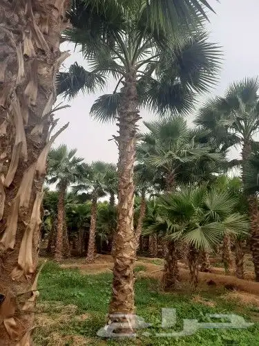 نخل واشنطني وشنطن واشنطوانيا زينه للبيع 3