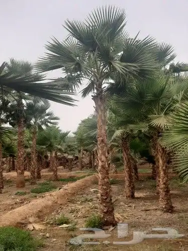 نخل واشنطني وشنطن واشنطوانيا زينه للبيع 2