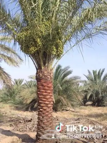 نقوم بقلع وتوريد وتركيب جميع انواع أنخيل 0