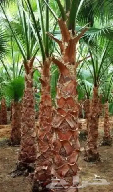 نخل واشنطن 10