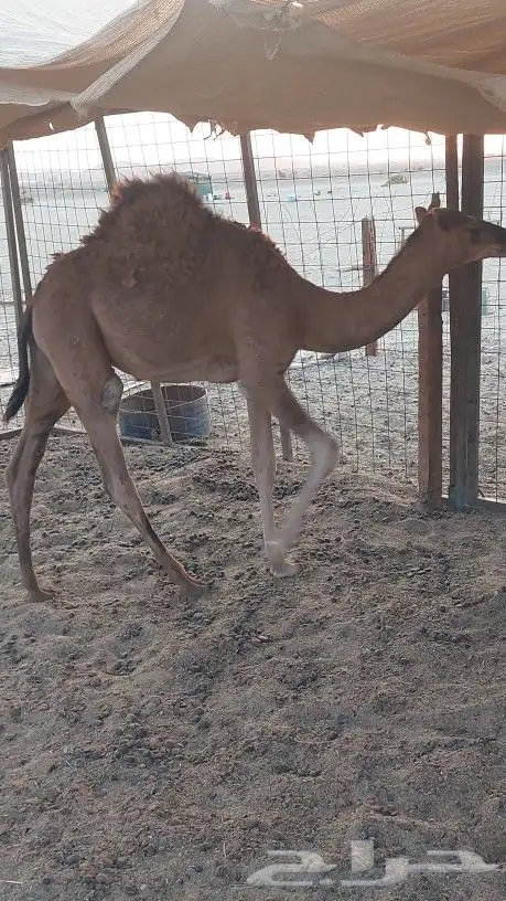 قعود للبيع 1