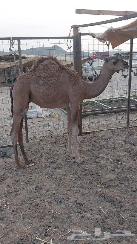 قعود للبيع 2