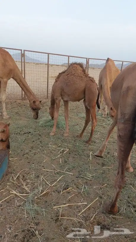 قعود للبيع 3