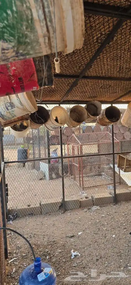 للبيع حمام زاجل مع الشبك بس الشبك سومه لحاله 2
