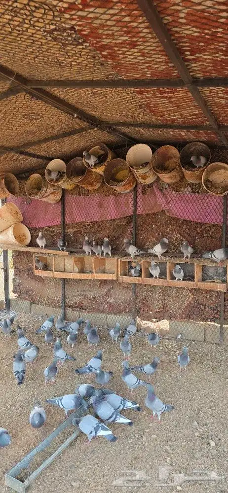 للبيع حمام زاجل مع الشبك بس الشبك سومه لحاله 0