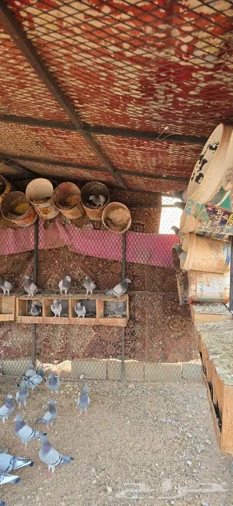 للبيع حمام زاجل مع الشبك بس الشبك سومه لحاله 5