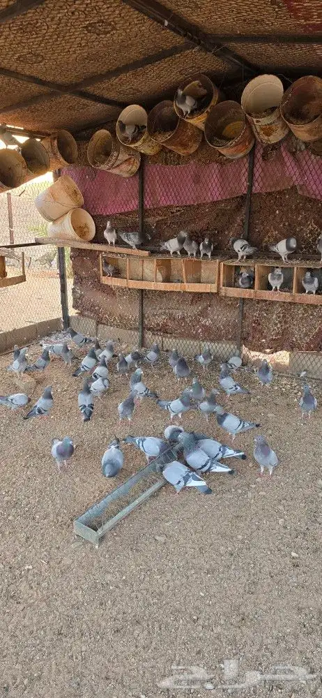للبيع حمام زاجل مع الشبك بس الشبك سومه لحاله 1