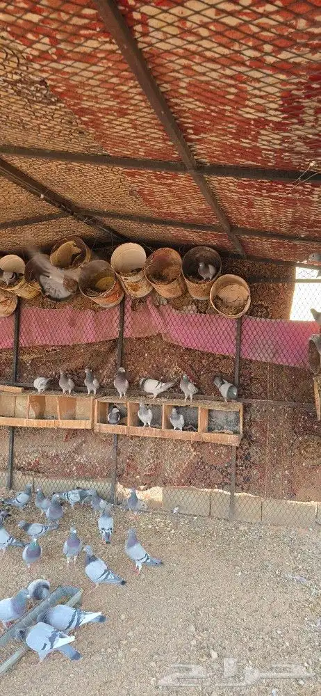 للبيع حمام زاجل مع الشبك بس الشبك سومه لحاله 3