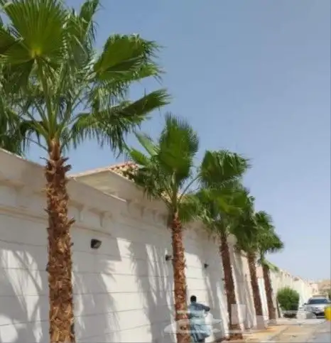 نخل واشنطن 6