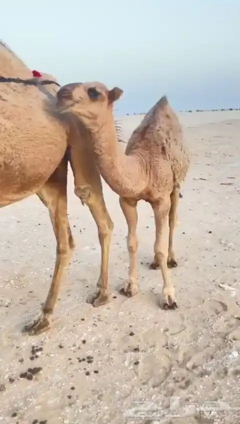 قعود دلمخي طيب لونه أحمر 1