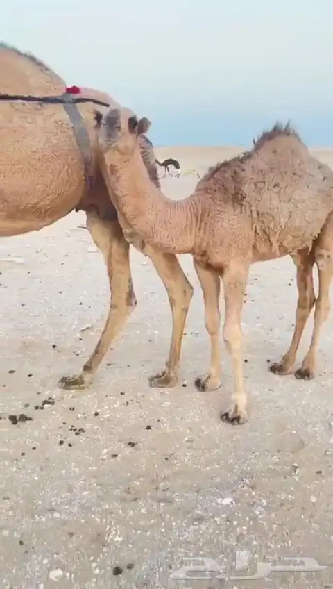 قعود دلمخي طيب لونه أحمر 2