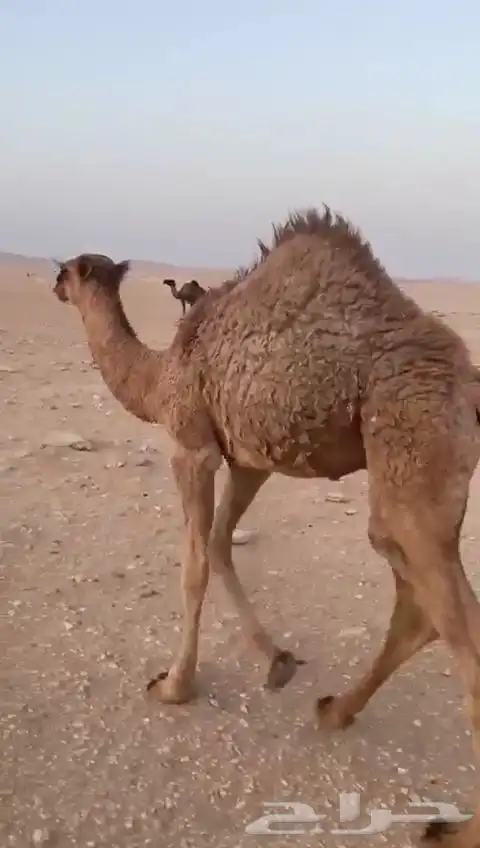 قعود دلمخي طيب لونه أحمر 3