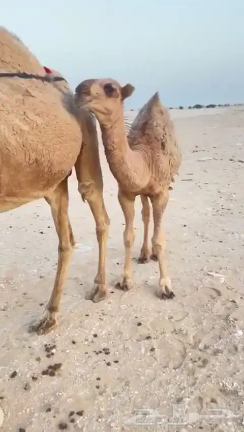 قعود دلمخي طيب لونه أحمر 0