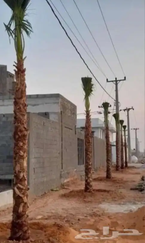 نخل واشنطن 1