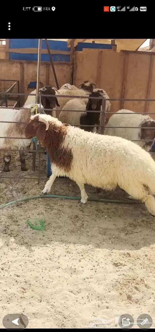 ذبايح الدمام 4