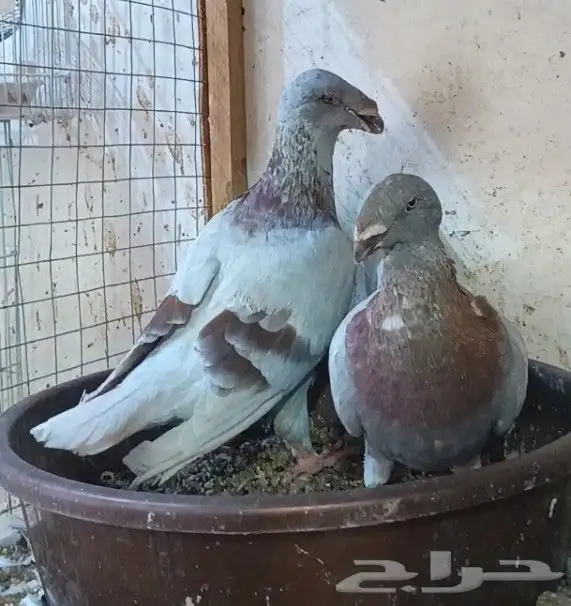 جوز أكسبيشن هومر منتج 12