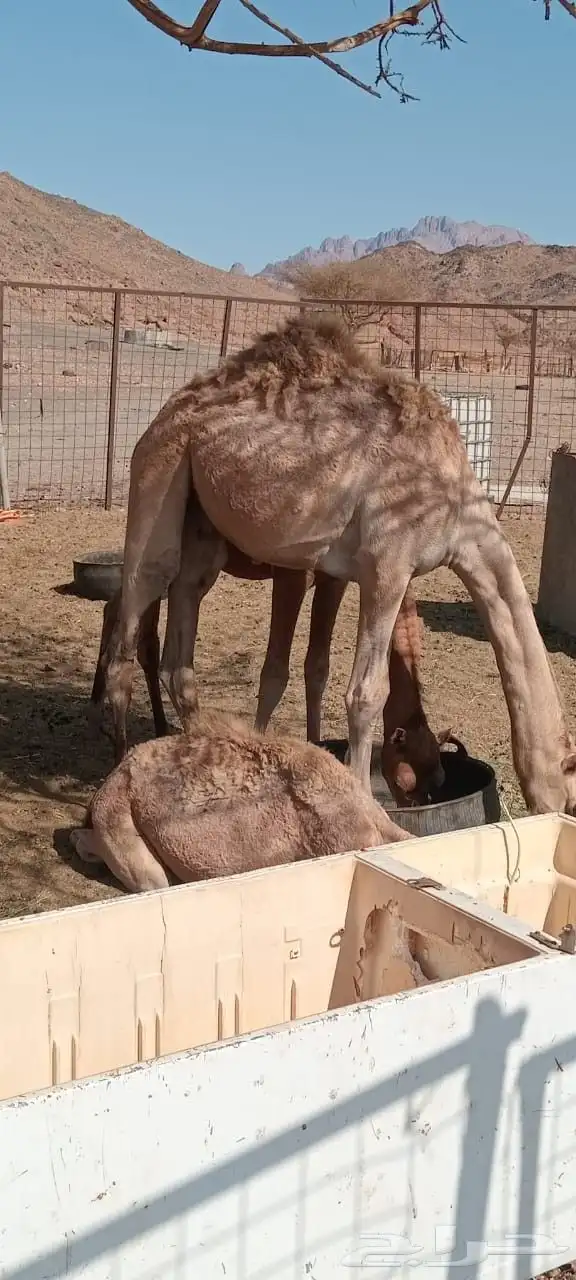 قعود للبيع السن 9اشهر 0
