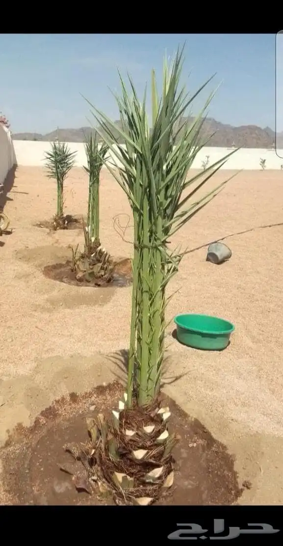 يوجد لدينا فسايل بياض نجران قلع اوغرس انخل لدينا خبره في جمي 1