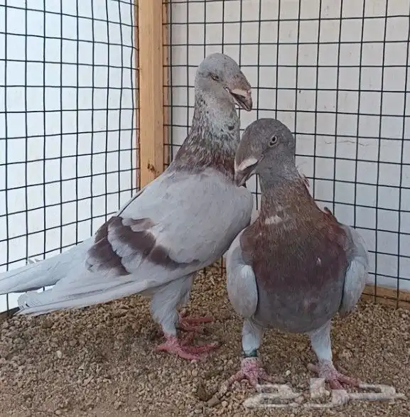جوز أكسبيشن هومر منتج 3