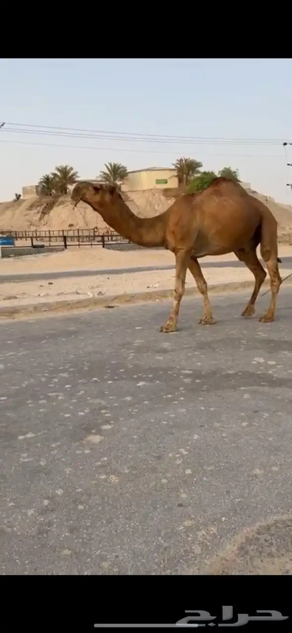 بعير باكستاني حمر دمي 1