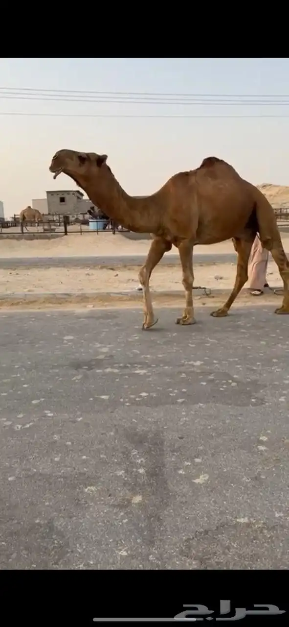 بعير باكستاني حمر دمي 0