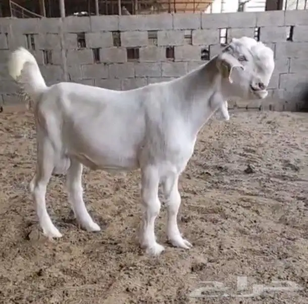 تيس شامي ابيض فاخر 0