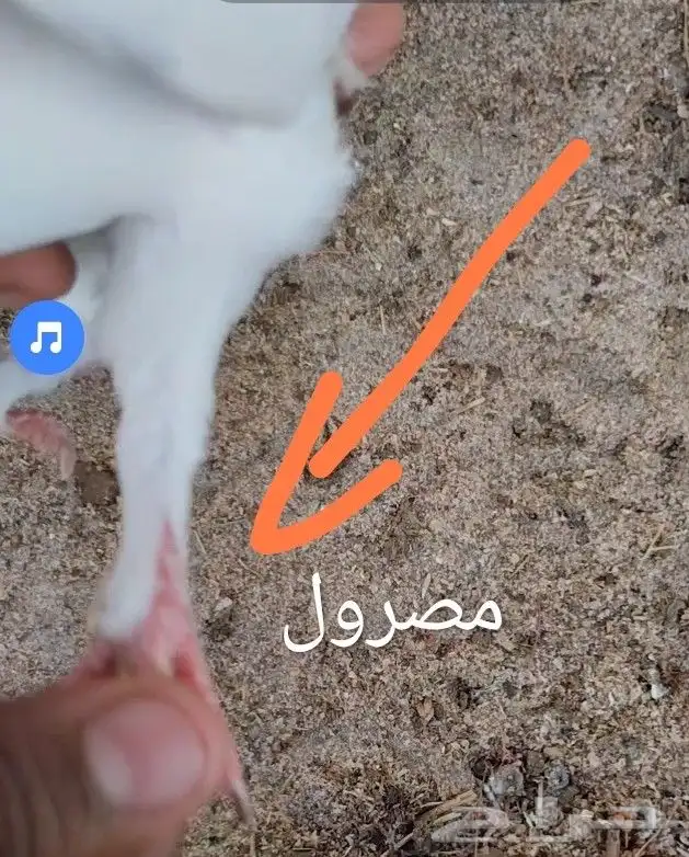 حمام للبيع سليم شرط ومنتج 6