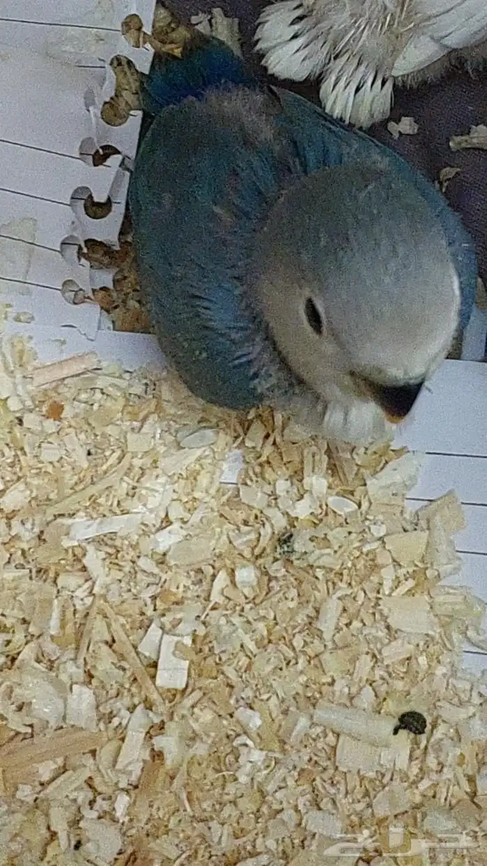 روز (تم البيع ) 2